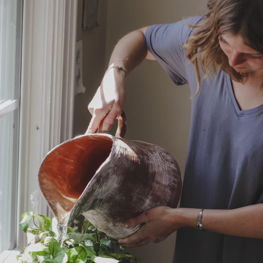 pouring water into plant