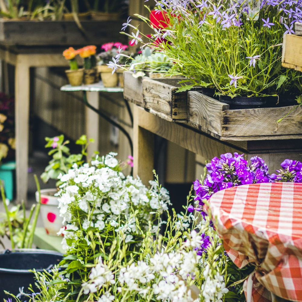 garden in the sunlight