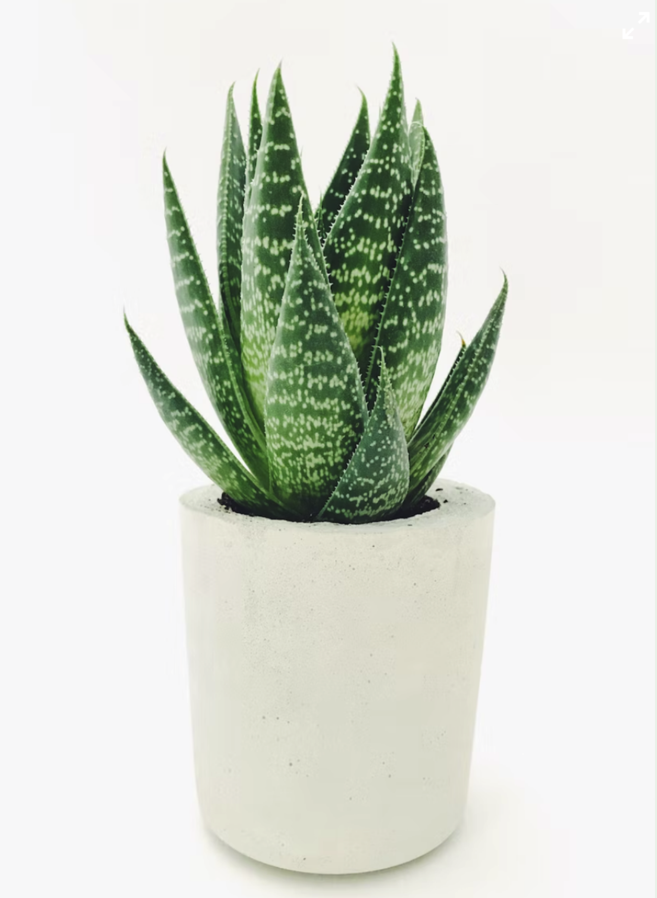 plant image succ1