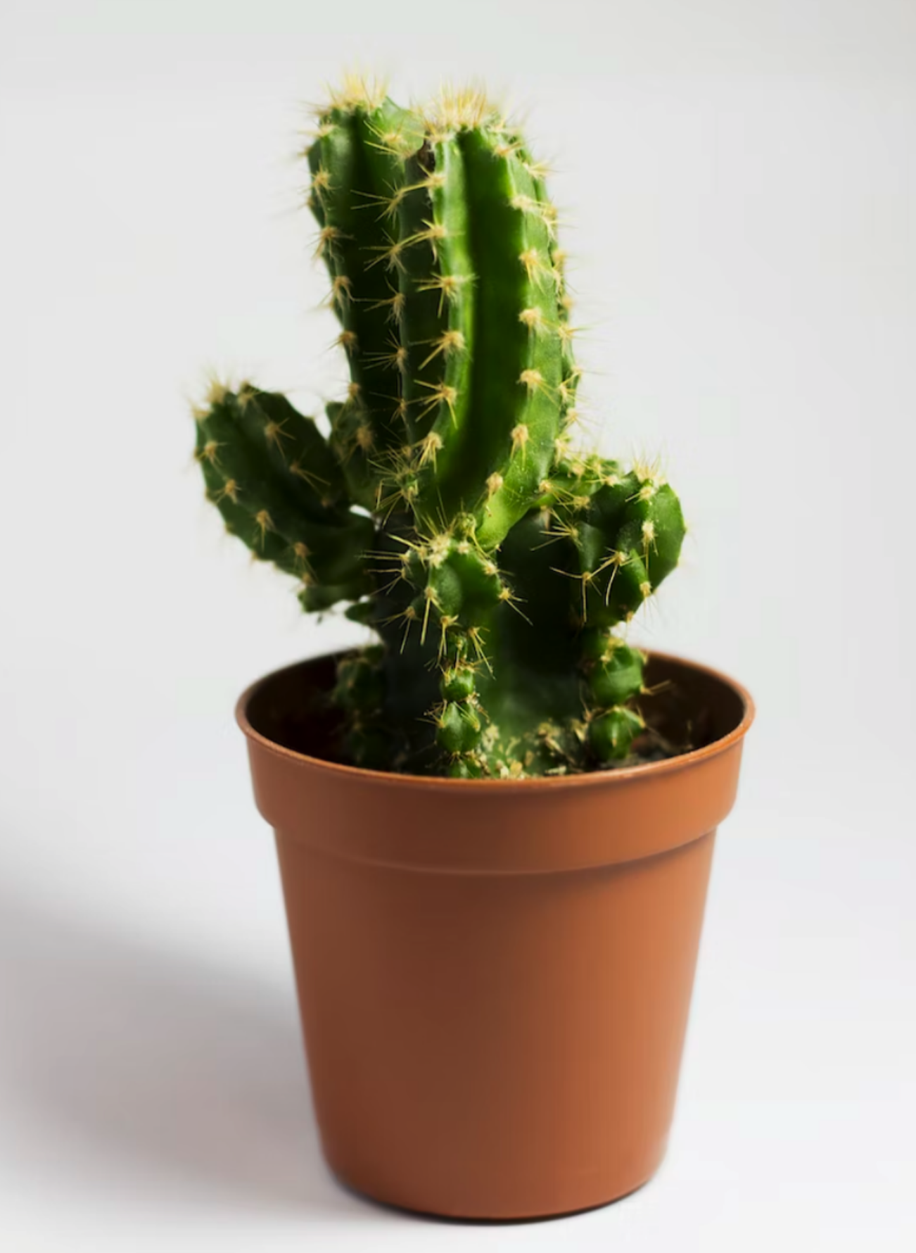 plant image succ3